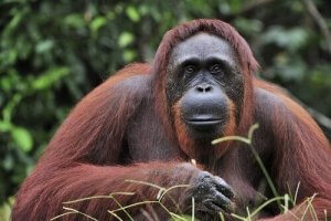 Borneo Orangutanı için Koruma Stratejileri
