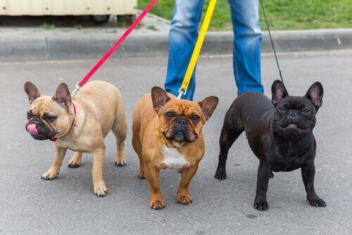 tasmalı köpekler