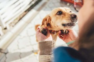 Köpekler Aile Üyelerini Nasıl Tanır?