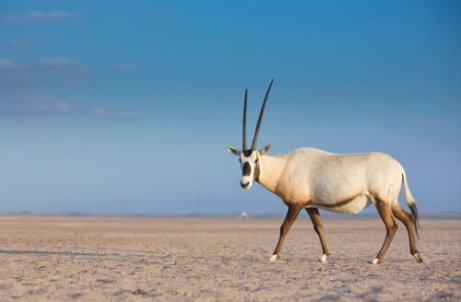 çölde arap antilobu