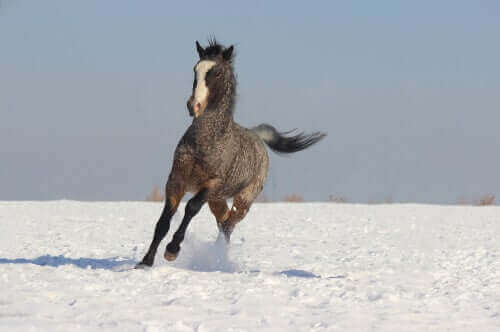 Başkır atları eğitim konusunda da çok hevesli ve çok uyumlu.
