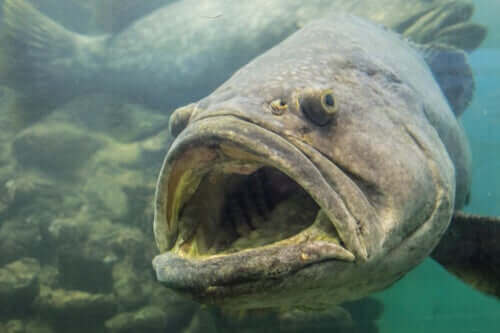 Ağzı açık dev balık türü