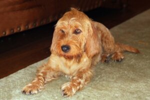 Basset Fauve de Bretagne: Harika Bir Arkadaş