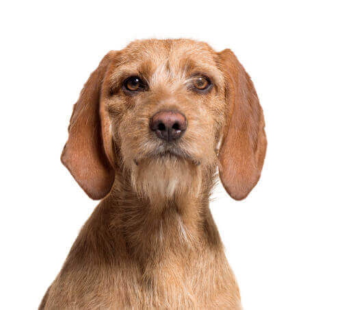 Mutlu köpek