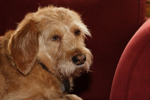 Basset köpeği bakıyor