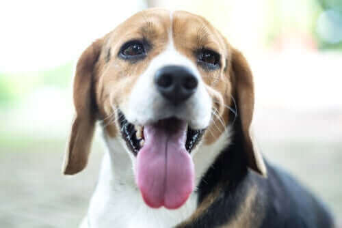 beagle