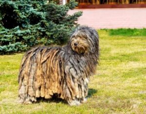 Bergamasco Çoban Köpeği: Kökeni Ve Özellikleri