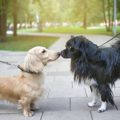 birbirlerini koklayan köpekler