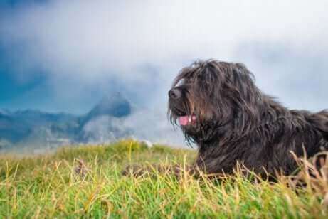 kahverengi çoban köpeği ve otlaklar