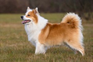 İzlanda Çoban Köpeği Ve Özellikleri