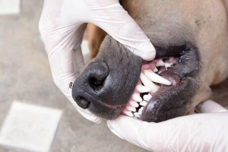 dişleri görünen köpek muayene oluyor