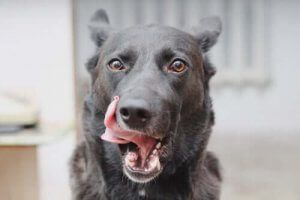 Köpeğiniz Neden Duvar Yalıyor?