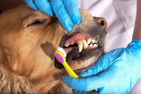 dişi fırçalanan köpek ve evcil hayvanların diş sağlığı