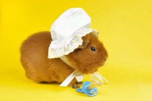 Guinea Pig Nasıl Evcilleştirilir: Bazı Tüyo ve Öneriler