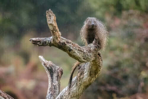 Firavun faresi herpestes ichneumon olarak geçiyor.