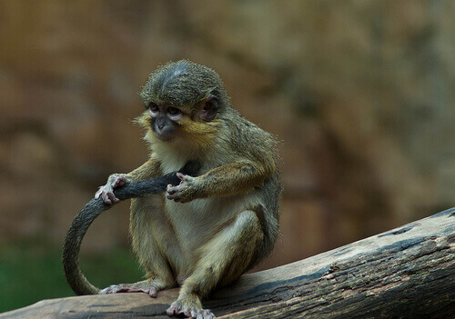kuyruğunu tutmuş maymun