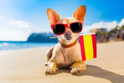 İspanya bayrağı tutan köpek