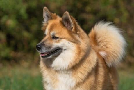 kahverengi tüylü çoban köpeği