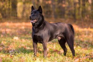 Thai Ridgeback Köpek Cinsinin Özellikleri
