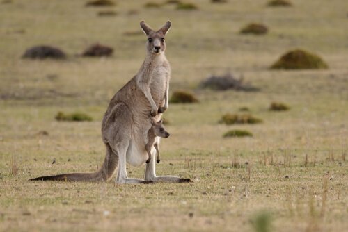Avustralya'nın ünlü kangurusu