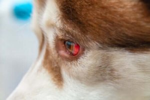 Köpeklerde Göz Akıntısı Ve Tedavi Yöntemleri