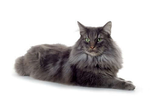 Kediler tarih boyunca önemli roller taşımış