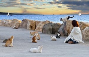 Kedi Kolonileri: Neden Kontrol Edilmeli