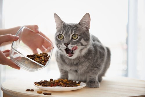 Kedinizin Sağlıklı Beslenmesini Destekleyen İpuçları