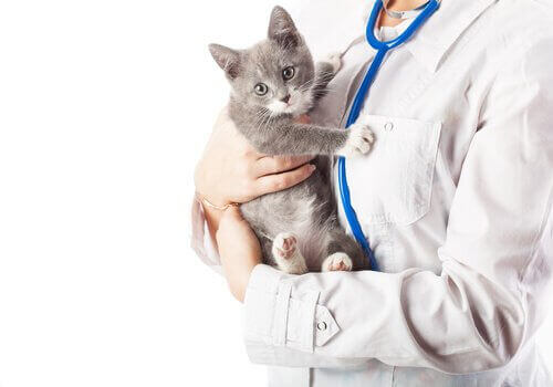 veterinerde kedi muayene oluyor