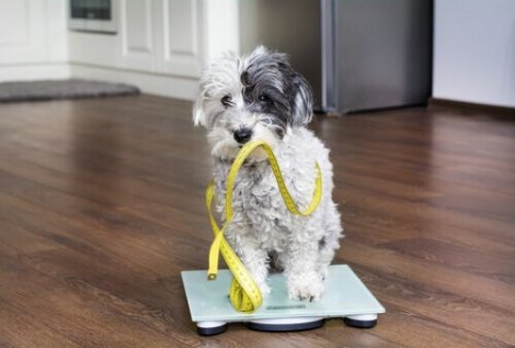 köpeklerde kilo kaybı