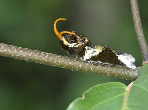 kırlangıç kuyruk larvası