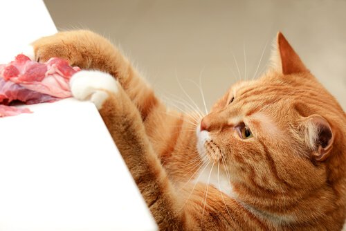 kırmızı ete uzanan kedi
