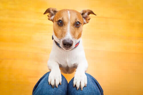 dize çıkmış köpek