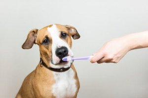 Evcil Hayvanların Diş Sağlığı