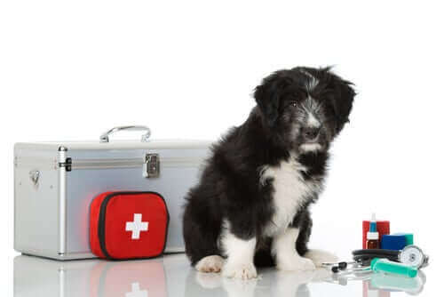 Evcil Hayvanınız İçin İlk Yardım Çantası Hazırlamak