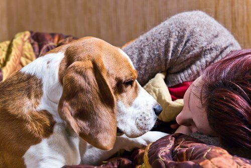 köpek ve uzanan sahibi