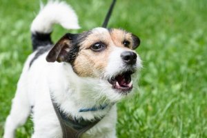 Hayvan Davranışları: Köpekler Neden Havlar?