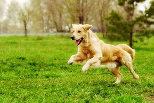 Köpeğinizi Şekle Sokacak Fiziksel Aktiviteler
