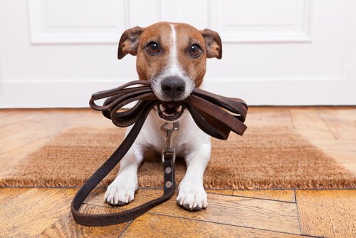 Tasması ile bir köpek.