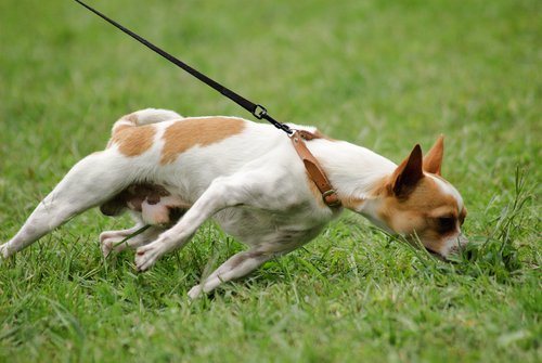 Köpeği tasmasından çekmek oldukça zararlı bir davranış.