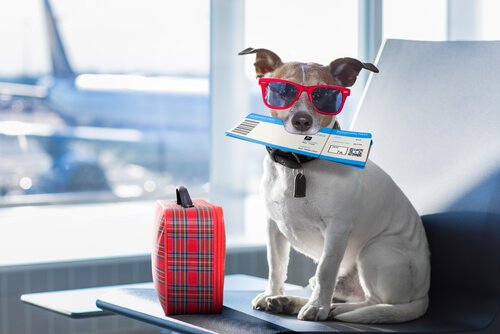 Köpeğinizle Uçak Yolculuğu İçin Hazır mısınız?