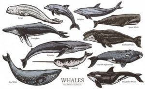 Memeli Deniz Hayvanları Türleri ve Sınıflandırması