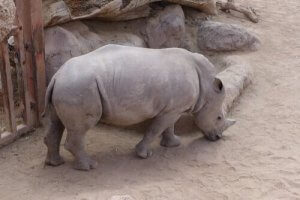 Tüm Hayvanların Nesli Tükenecek mi?