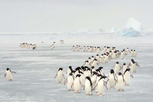 yürüyen penguenler