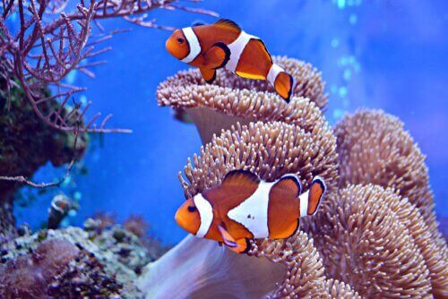 Kayıp Balık Nemo ile ünlenen Palyaço Balığı