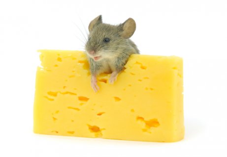 peynir yiyen fare
