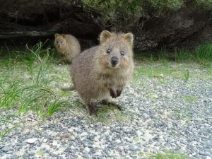Quokka: Dünyanın En Mutlu Hayvanı