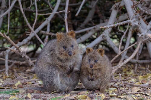 quokka çifti