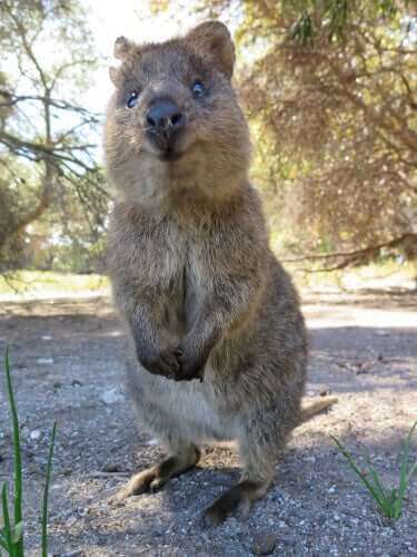 quokka