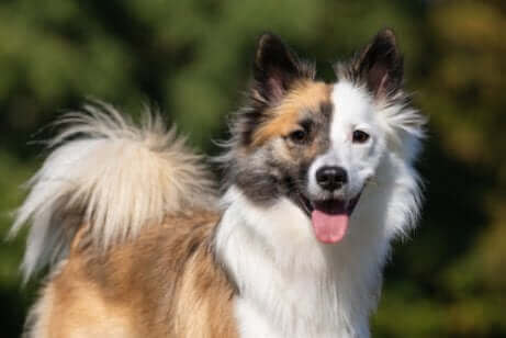 renkli çoban köpeği